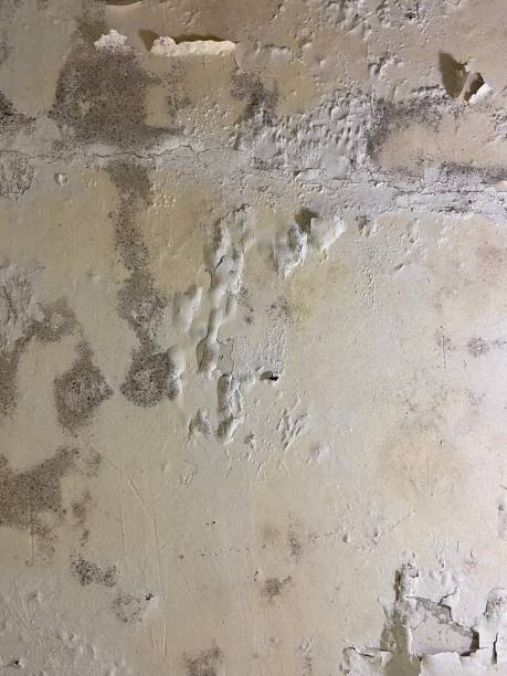 Water Damage Restoration in Charlotte Park, FL