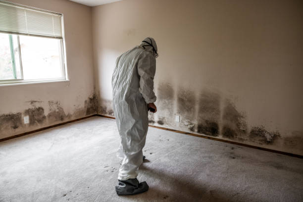 Best Fast Mold Removal  in Charlotte Park, FL