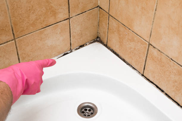 Professional Mold Removal in Charlotte Park, FL